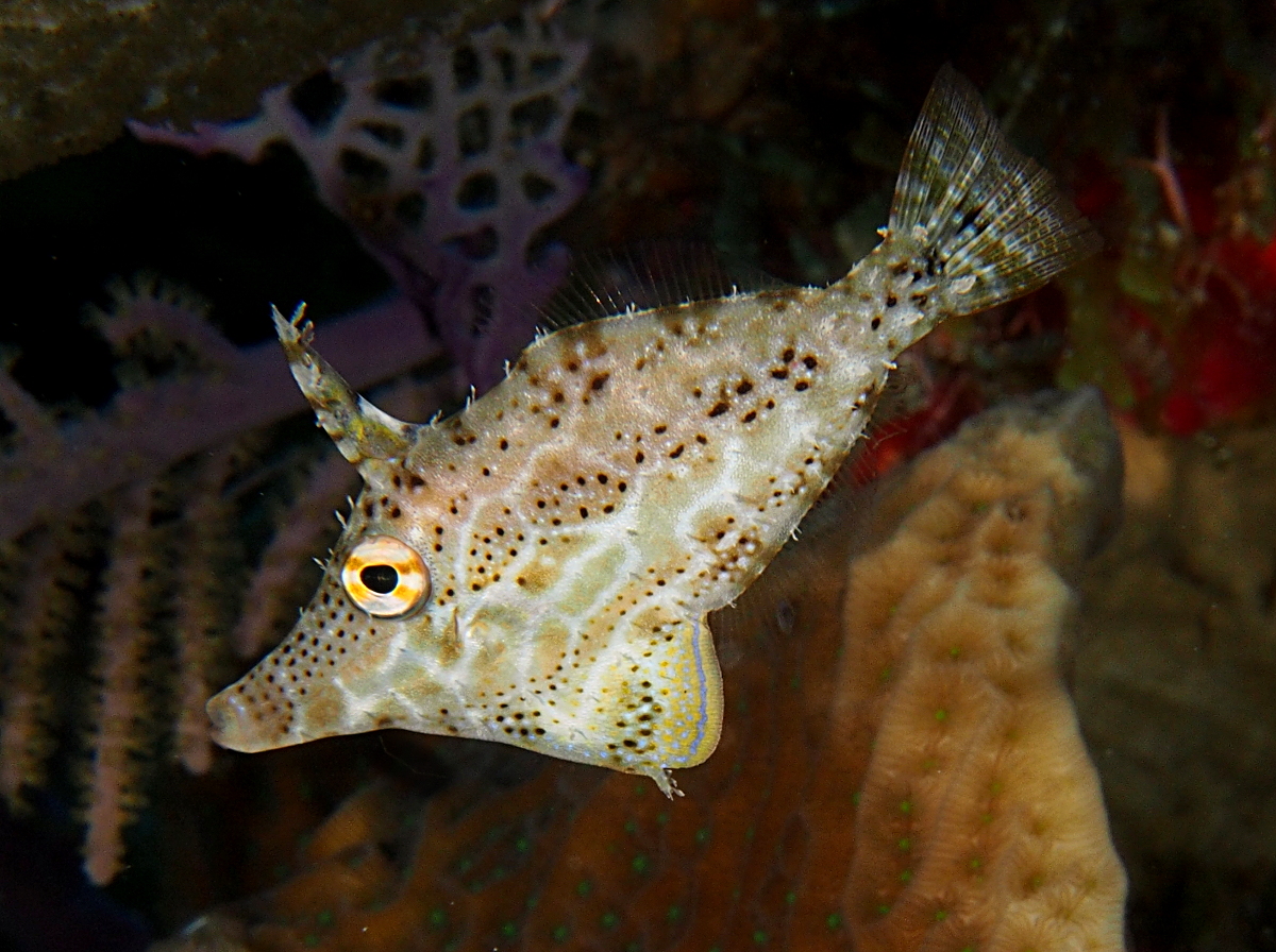 Slender Filefish
